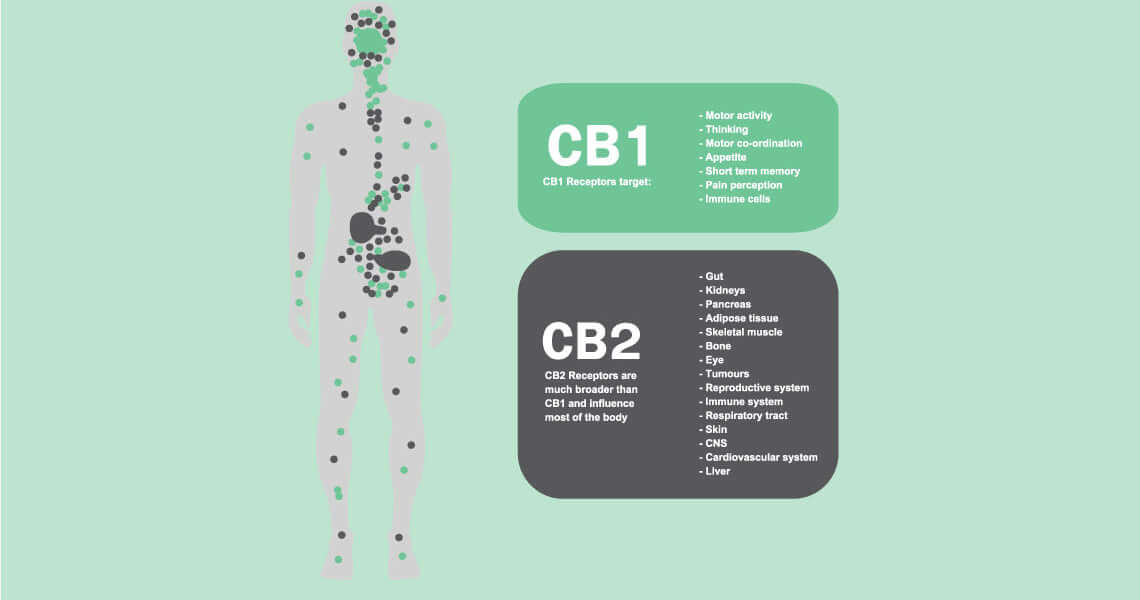 How CBD Works In The Body