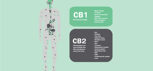 How CBD Works In The Body
